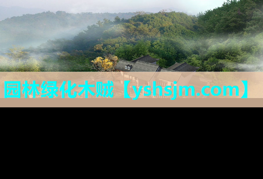 園林綠化木賊